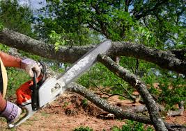 Seasonal Cleanup in Pine Ridge At Crestwood, NJ